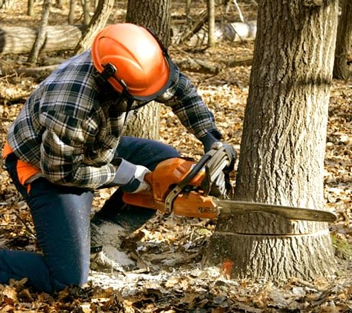 Tree Removal in Thayer, KS